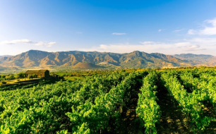 Les 5 régions italiennes viticoles les plus connues et leurs spécificités