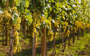 Quels sont les cépages italiens les plus célèbres ?