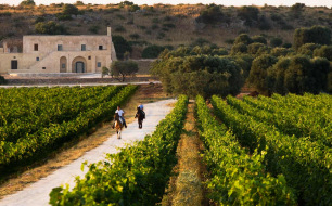 Primitivo di Manduria : un vin intense pour les amateurs de sensations fortes