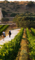 Primitivo di Manduria : un vin intense pour les amateurs de sensations fortes