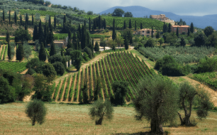 Brunello di Montalcino : pourquoi coûte-t-il aussi cher ?