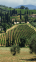 Brunello di Montalcino : pourquoi coûte-t-il aussi cher ?