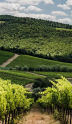 Chianti Classico : Classico, Riserva ou Gran Selezione ?
