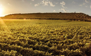 Vins de Sardaigne : Cannonau, Vermentino et terroir