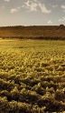 Vins de Sardaigne : Cannonau, Vermentino et terroir