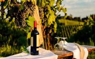 Vins des Pouilles : des appellations à succès en Belgique