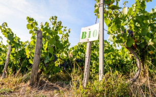 Pourquoi acheter un vin italien biologique plutôt qu’un vin classique ?