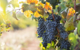 3 particularités de l’appellation Primitivo di Manduria DOC parmi les vins des Pouilles