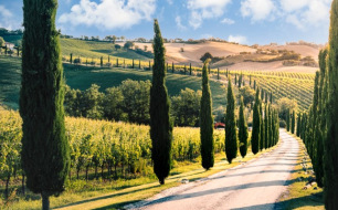 Quelles sont les appellations des vins des Marches les plus connues ?