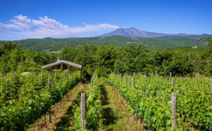 Comment se distinguent les appellations et cépages de vins de Sicile ?