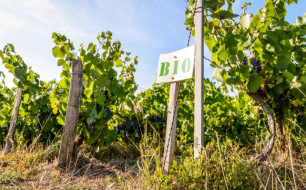Pourquoi choisir un vendeur de vin italien respectueux de l’environnement ?