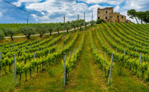 Montepulciano d’Abruzzo DOC : Quelles sont les particularités de cette appellation populaire à travers le monde ?
