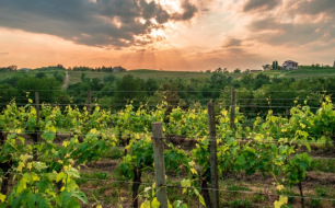 Qu’est-ce qui singularise la région vinicole du Frioul ?