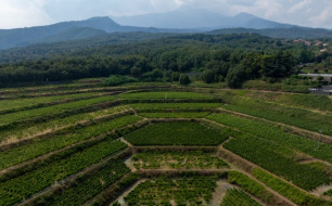 Caractéristiques des vins italiens produits sur un terroir volcanique