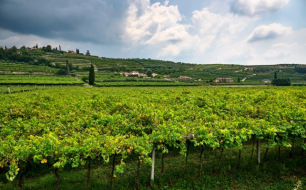 Amarone della Valpolicella DOCG : Pourquoi s’agit-il d’une appellation de prestige ?