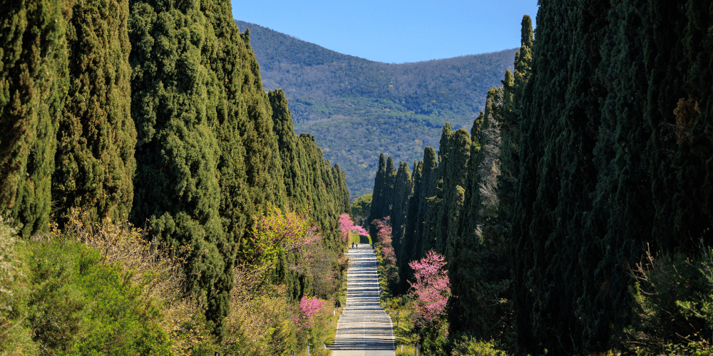 Bolgheri