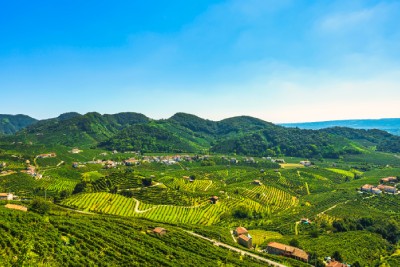 Italvin vous explique les particularités des vins de Vénétie