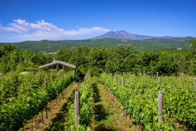 Italvin vous explique comment distinguer les appellations de vins de Sicile