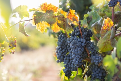 Italvin vous présente le vin Primitivo provenant d'Italie