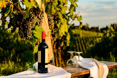Bouteille de vin rouge des Pouilles au bord des vignes d'Italie