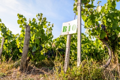 Italvin vous explique pourquoi acheter un vin bio plutôt qu'un vin classique
