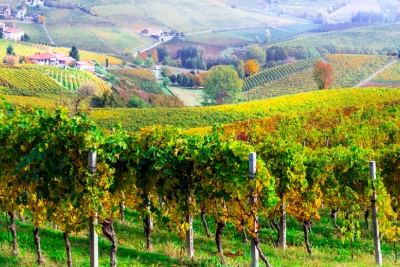 Découvrez 5 appellations de vins italiens issues du Piémont