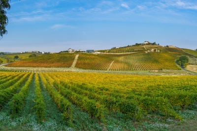 Italvin legt u alles uit over de wijnen uit Abruzzo.