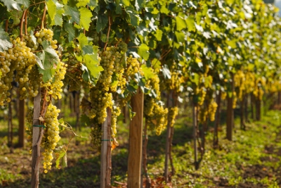 Cépages italiens célèbres