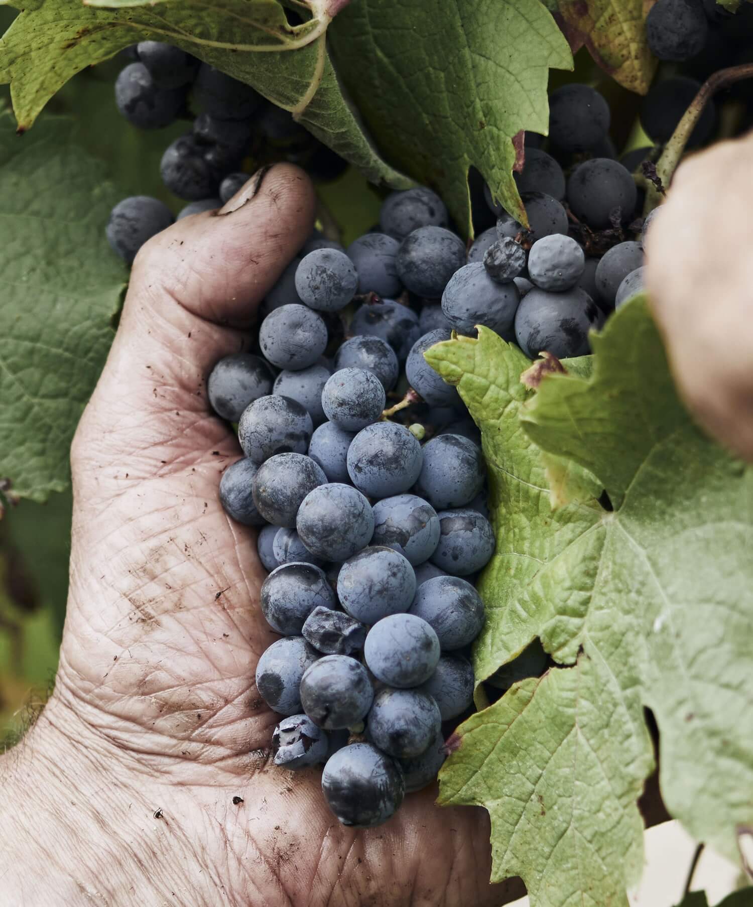 wijnstok Refosco Inaco