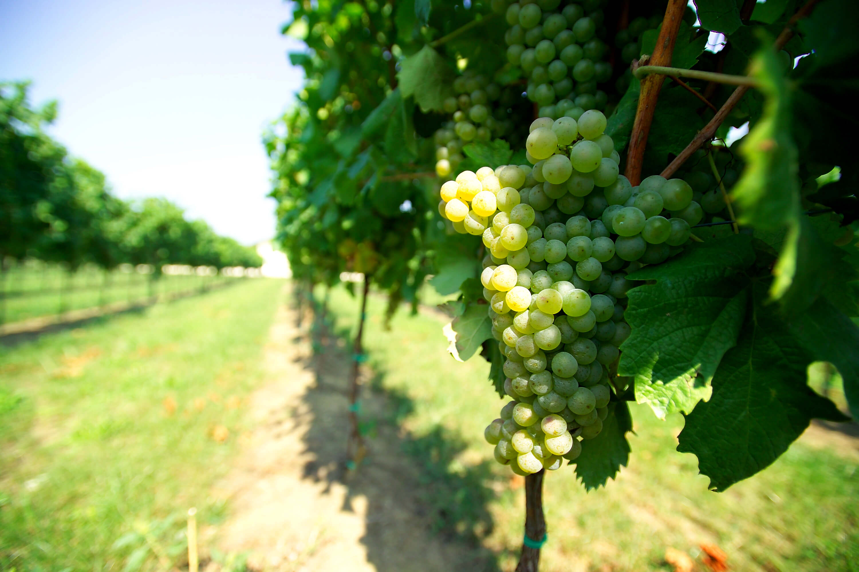 Vigne raisin blanc