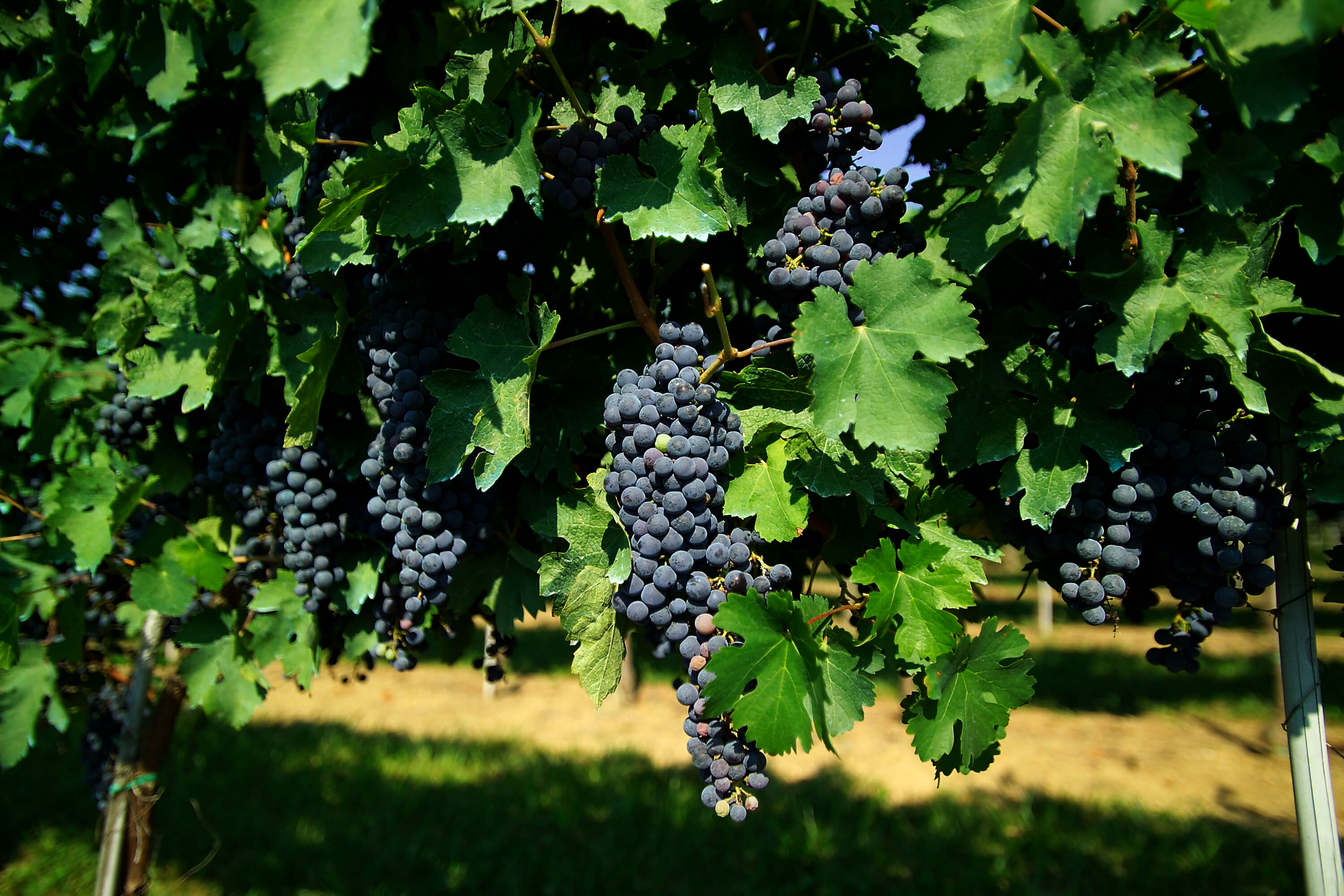 Vigne raisin rouge